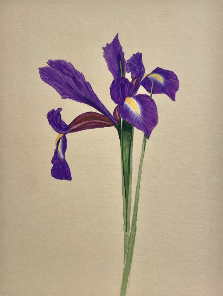 Ariane Fruit, Iris xiphium (Iris à feuilles en glaive), 2023