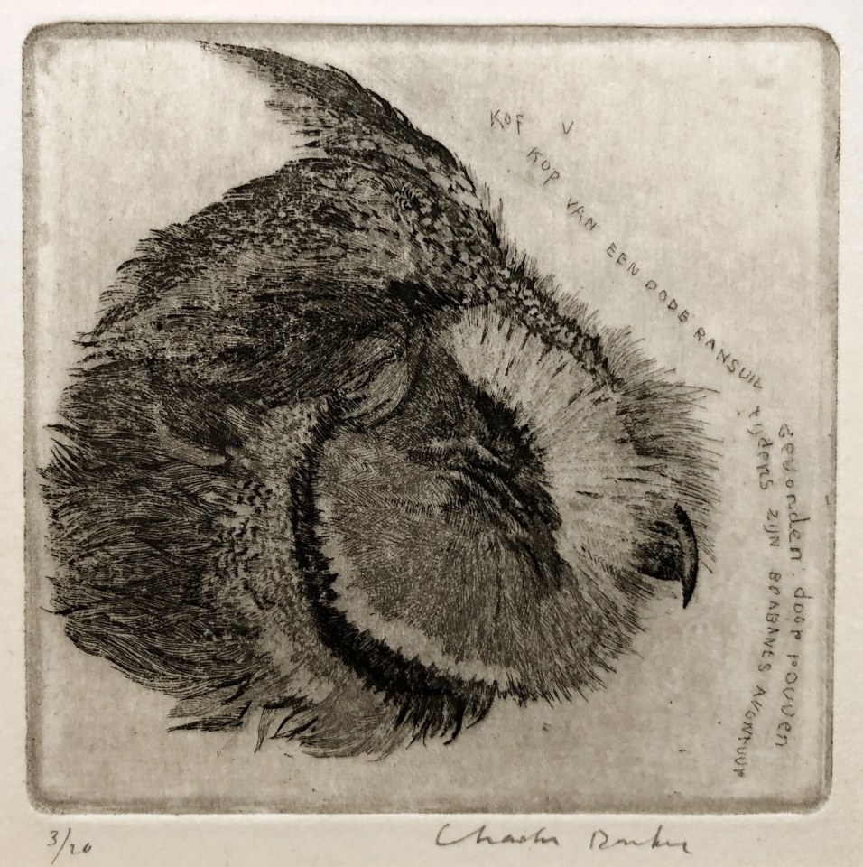 Charles Donker, Kop van een ransuill (Tête d'un hibou moyen-duc), 1970