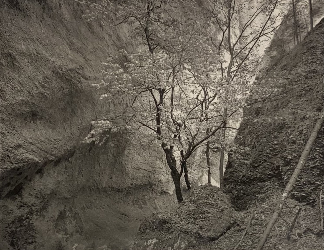 Jon Goodman, TREE, GORGE OF THE COVATANNAZ, 1985