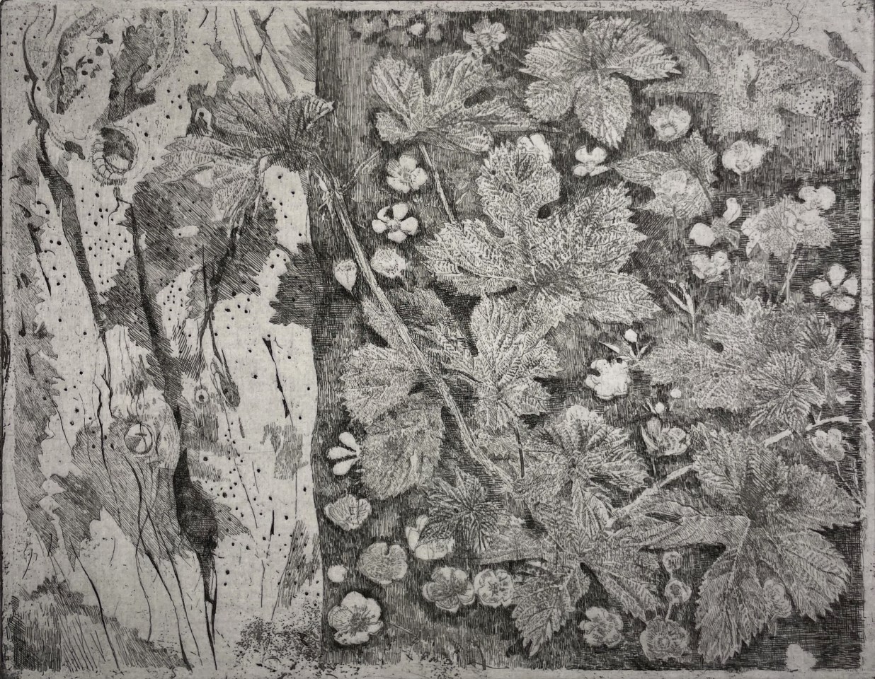 Charles Donker, Hop XVII (Vlierstam Boterbloemen), 2023