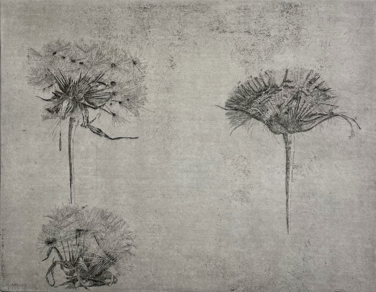 Charles Donker, Paarse morgenster (boksbaard) / Tragopogon pratensis, 2024