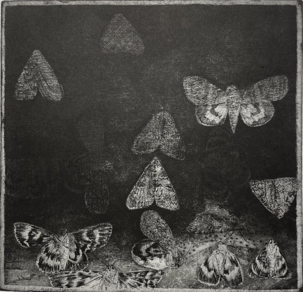 Charles Donker, Rood Weeskind (Catocala nupta), 2024