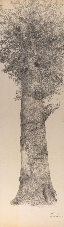 Gudrun von Maltzan, Platane, 2021