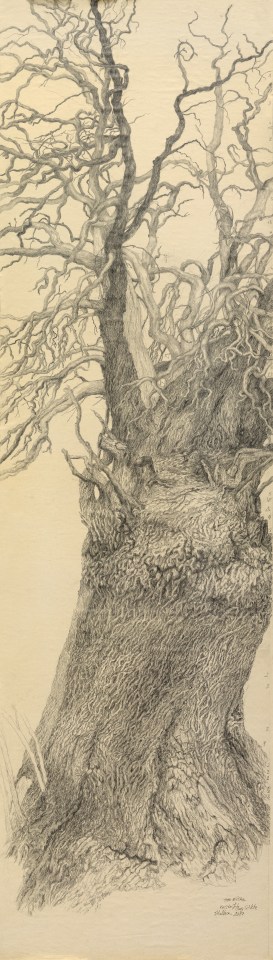Gudrun von Maltzan, Chêne mort 7, 2017
