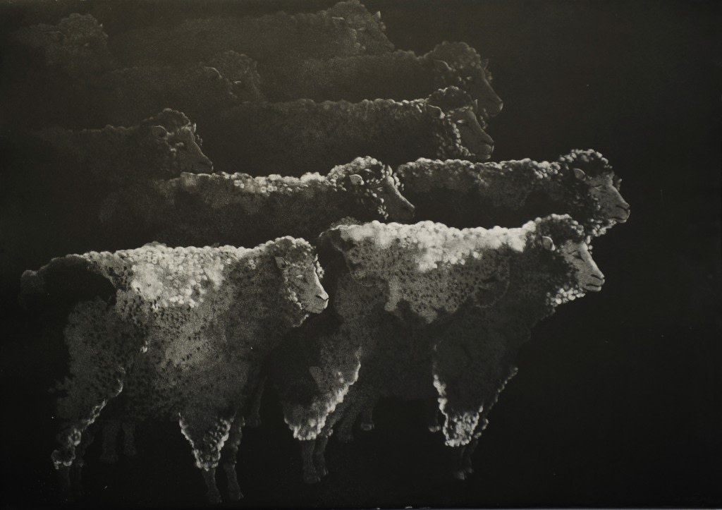 Marjan Seyedin, Troupeau de moutons, 2012