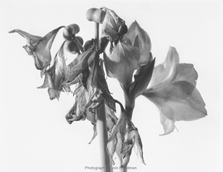 Jon Goodman, Amaryllis past its prime, 2002