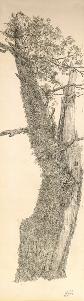Gudrun von Maltzan, Chêne 8, 2019