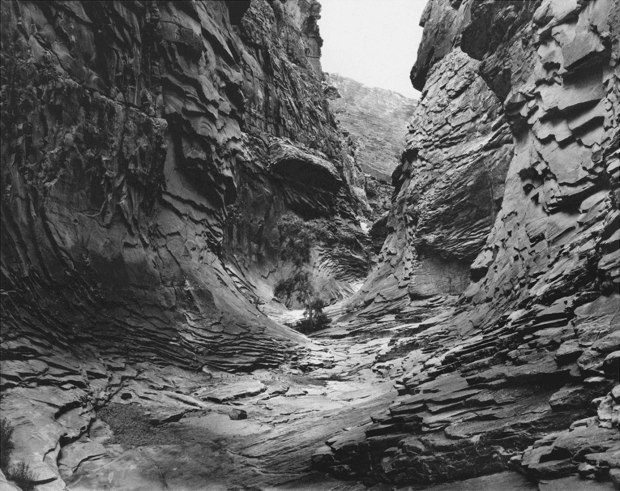Jon Goodman, Lone Tree, North Canyon, 1993