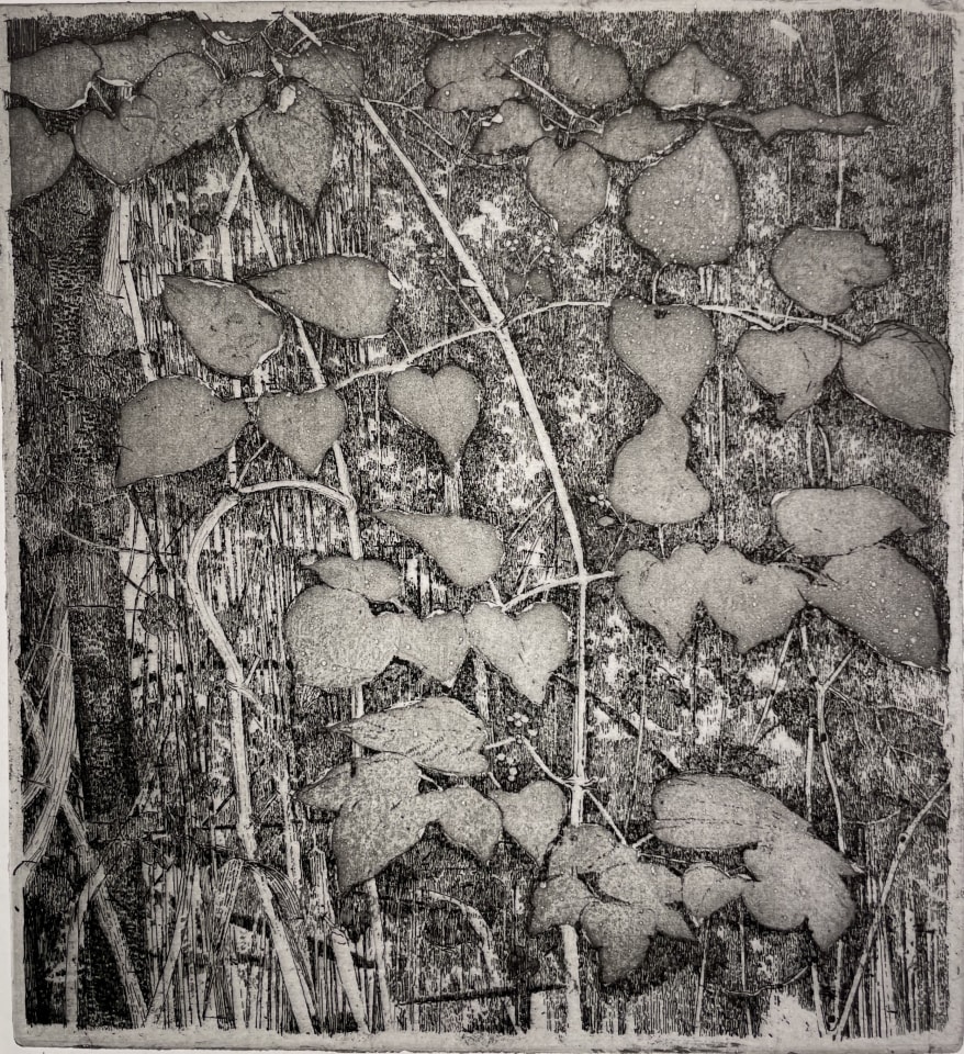 Charles Donker, Bosrank III (Clematis vitalba), 2024