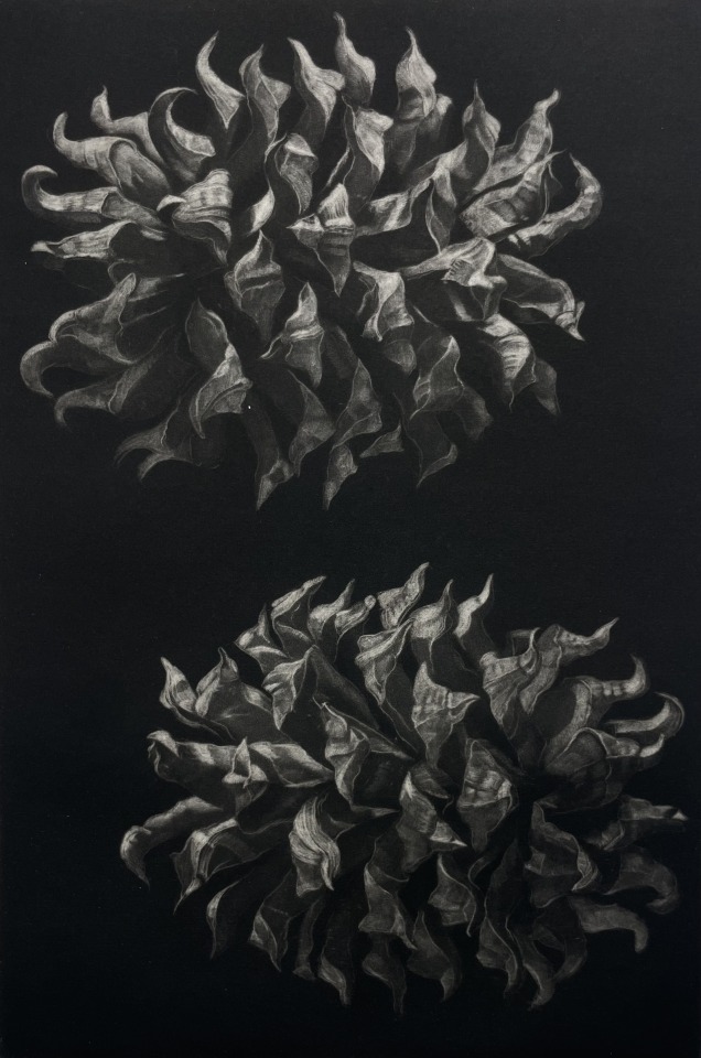 Judith Rothchild, Pinus sabiniana, 2016