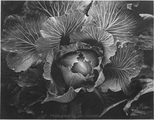 Jon Goodman, Hadley Cabbage, 1995