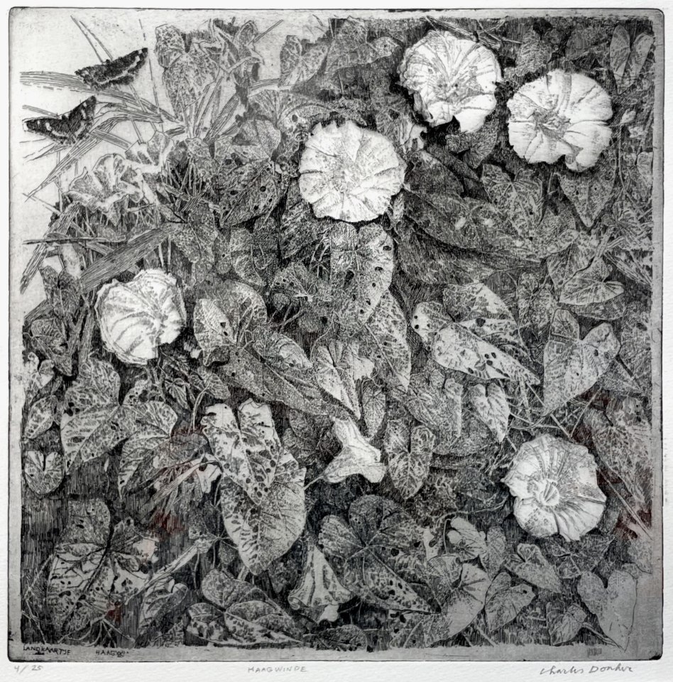 Charles Donker, Haagwinde / Calystegia Sepium (Landkaartje), 2024