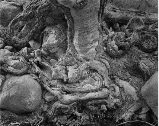 Jon Goodman, Cottonwood Root, Deer Creek, Grand Canyon, 2007 - 2009