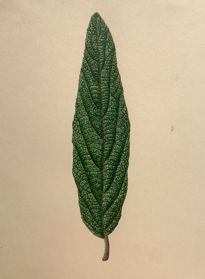 Ariane Fruit, Viburnum rhytidophyllum (Viorne à feuilles ridées), 2023