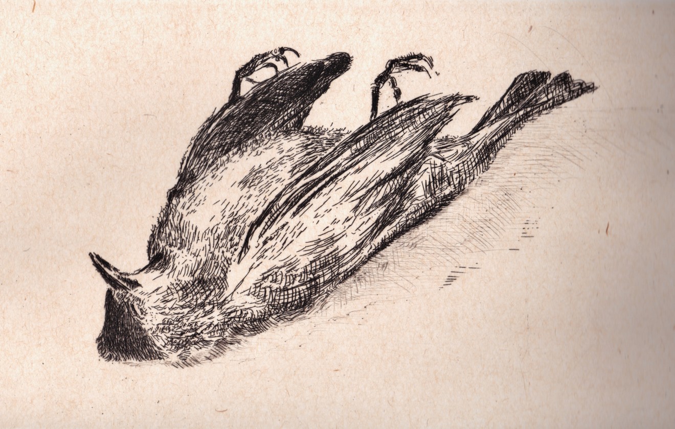 Astrid de La Forest, L'Oiseau mort, 2017