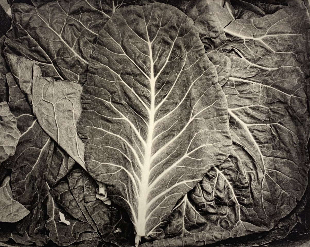 Jon Goodman, Swiss Chard, 2004