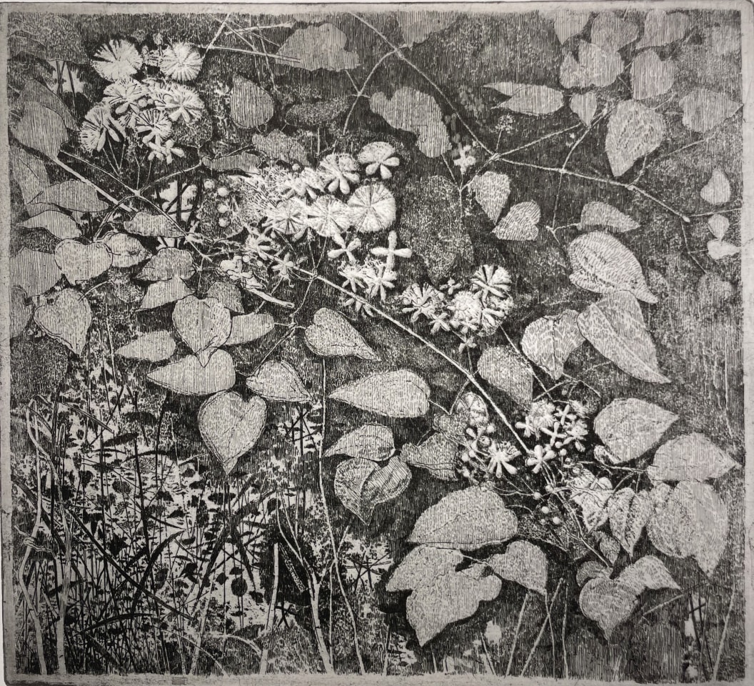 Charles Donker, Bosrank II (Clematis vitalba), 2023-2025