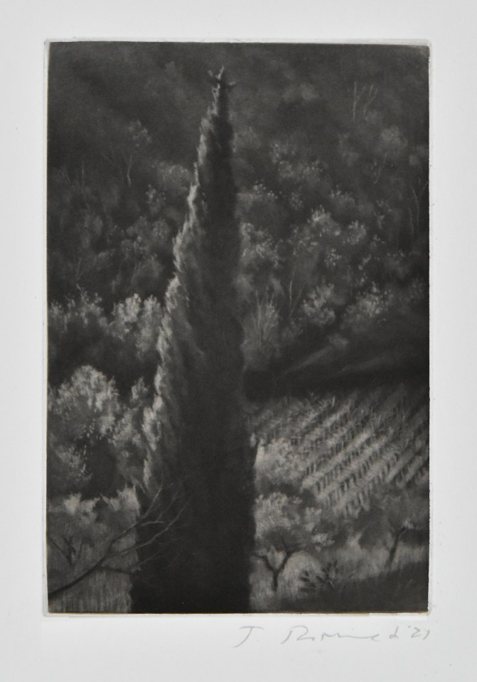 Judith Rothchild, Cyprès, 2024