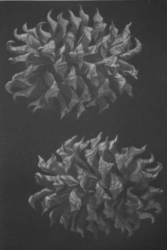 Judith Rothchild, Pinus sabiniana, 2016
