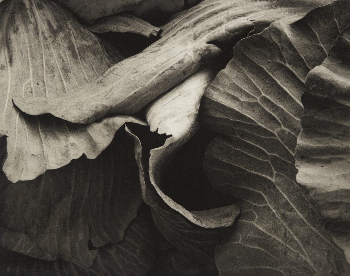 Jon Goodman, Large Leaf Cabbage, 2004