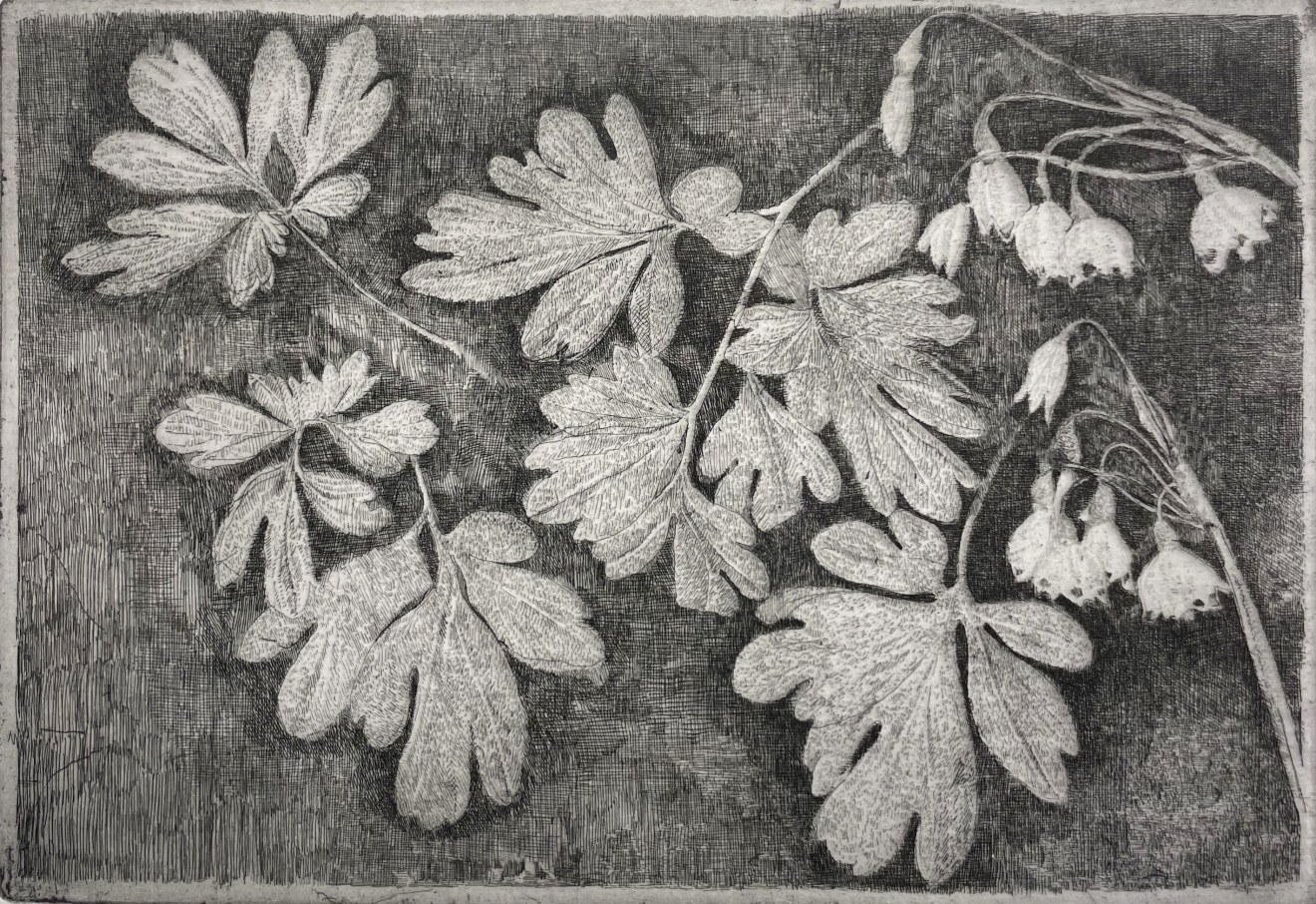Charles Donker, Lenteklokje (leucojum vernum), 2024