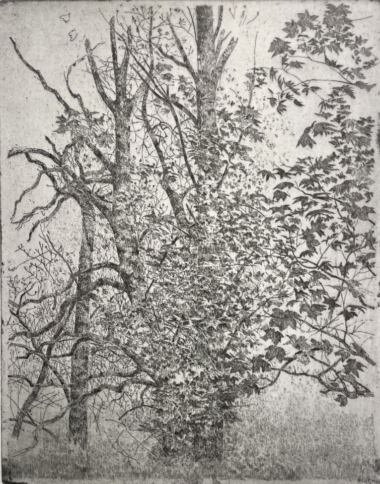 Charles Donker, Esdoorn (Acer pseudoplatanus), 2023