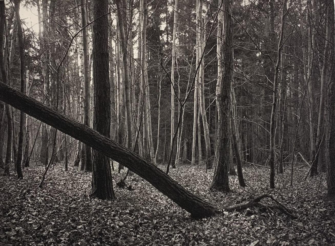 Jon Goodman, Chou d'Hadley // Leaning Tree // L'incendie du Chateau de La Sarraz, 1985 - 2002