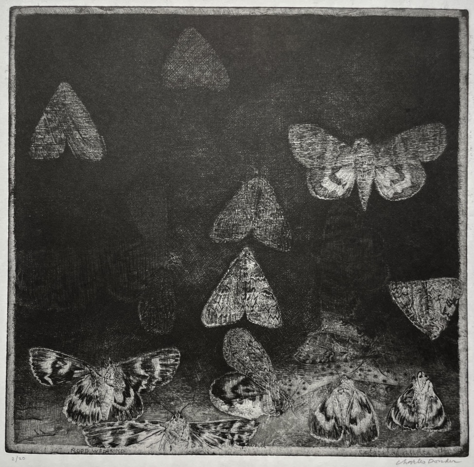 Charles Donker, Rood Weeskind (Catocala nupta), 2024