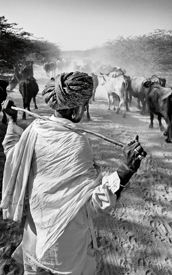 William Dalrymple , Godhuli Bela: Cow-dust Time, Rohet, Jodhpur