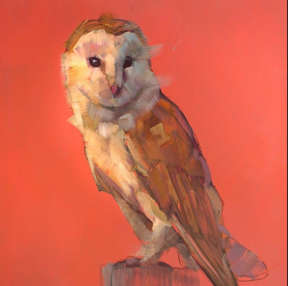 Owl - Jamel Akib