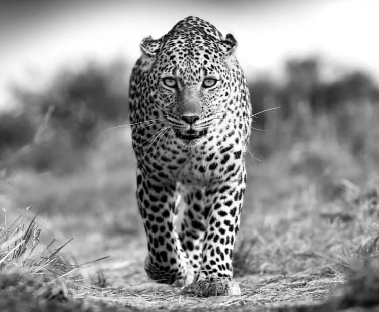 LARS BEUSKER, WALK THE WALK