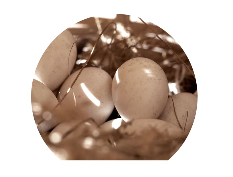 Eggs 3, 2008