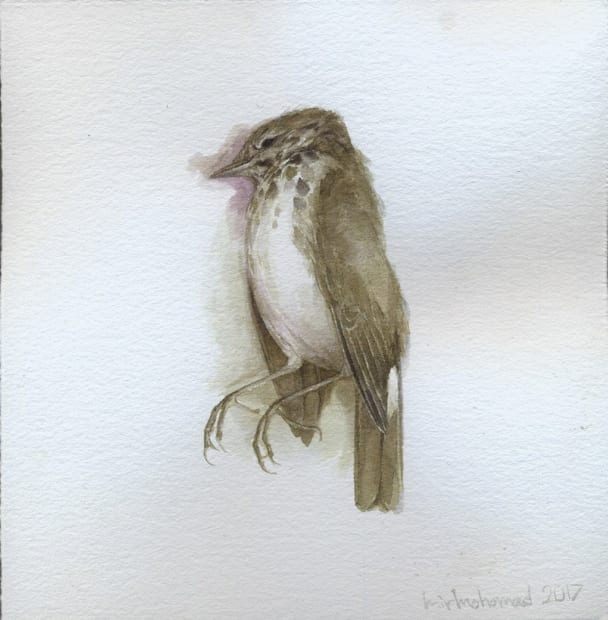 Dead Bird, 2017