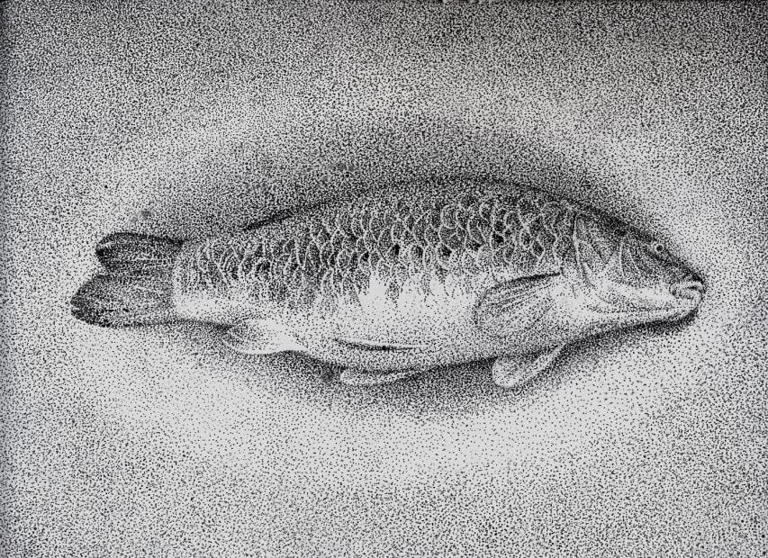 Dead Fish, 2020