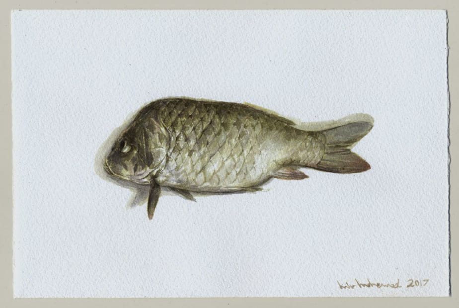 Dead Fish No.05, 2017
