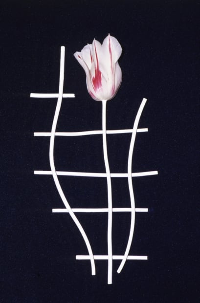 Tulipe, série Éludienne, Paris - 30 avril 1992 - juillet 1992
