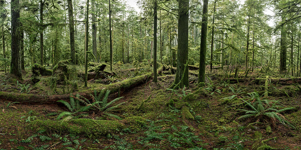 Cathedral Grove #1, Vancouver Island, British Columbia, Canada, 2017