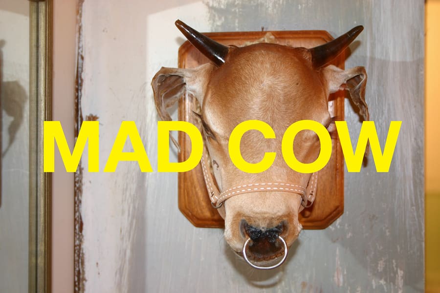 Words: Mad Cow, 2004
