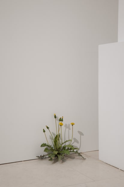 Tony Matelli Installation view "Hyper sensible", Musée d'Arts de Nantes, Nantes, France, 2023