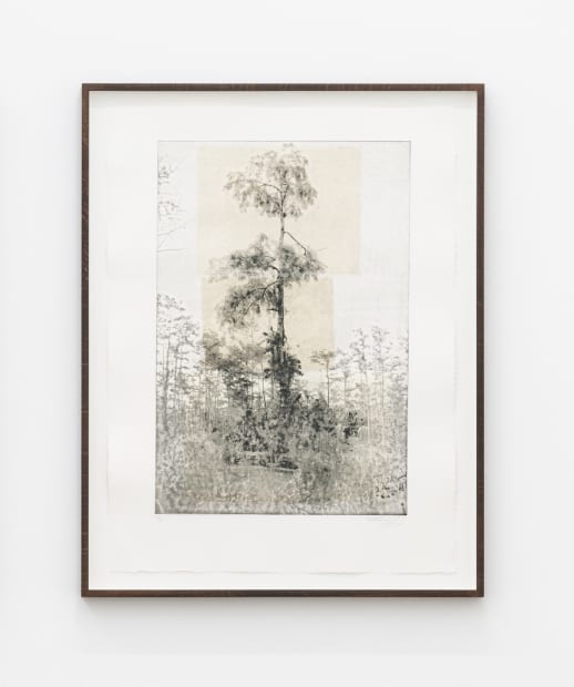 KRISTINA CHAN & ITAMAR FREED, Cypress Tree I, 2019