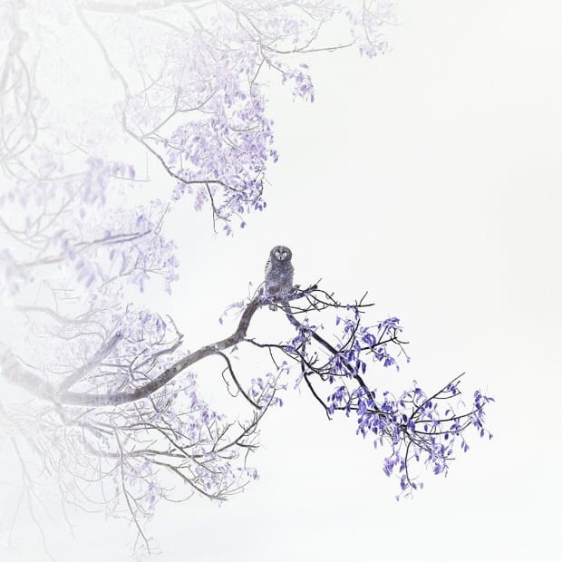 KRISTINA CHAN & ITAMAR FREED, Barred Owl, 2019
