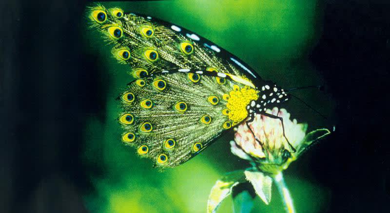 Collishaw butterfly image