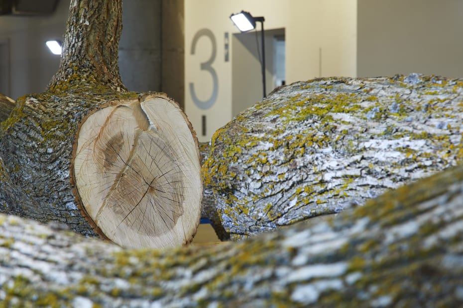 Image of a dead tree inside MOCA Toronto