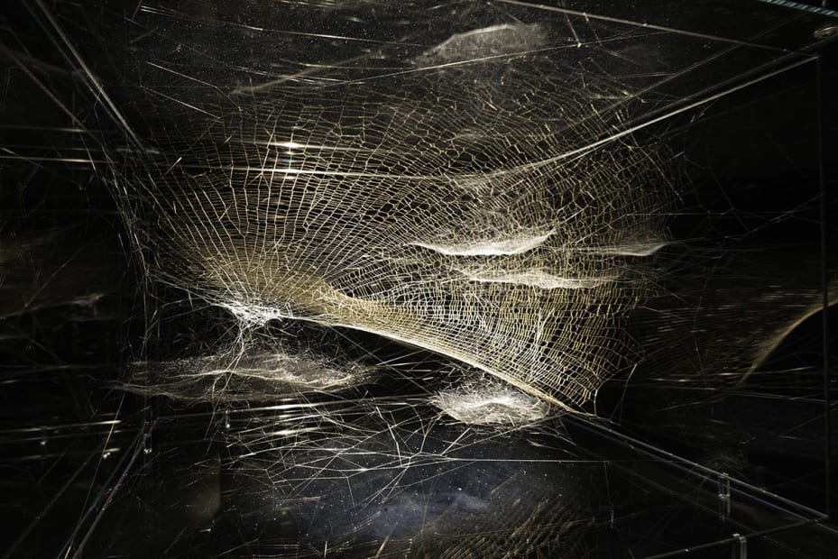 image of a Saraceno spider web sculpture spotlight
