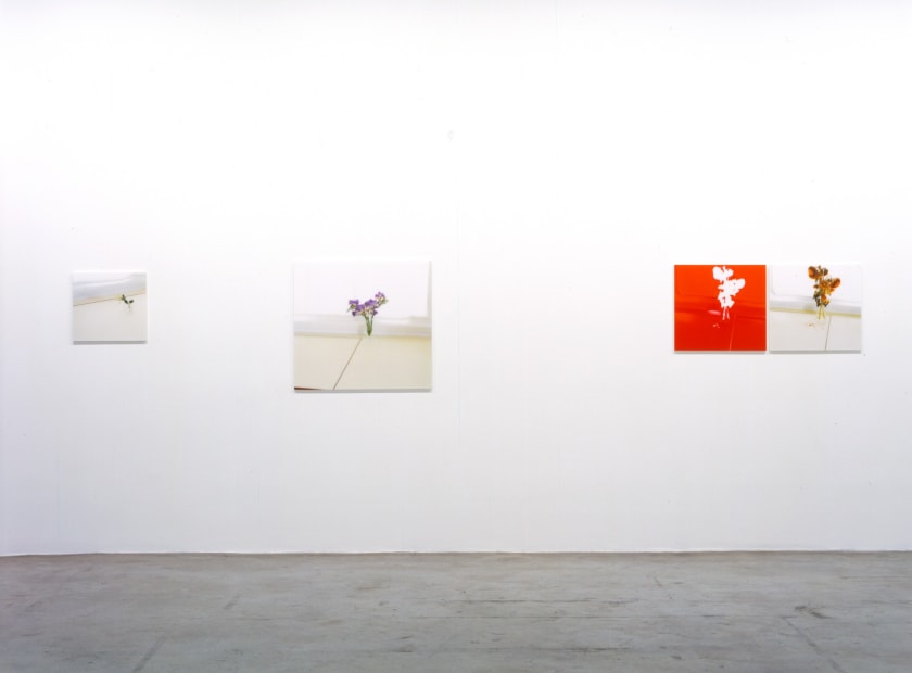 Uta barth installation view, red and white flower photos