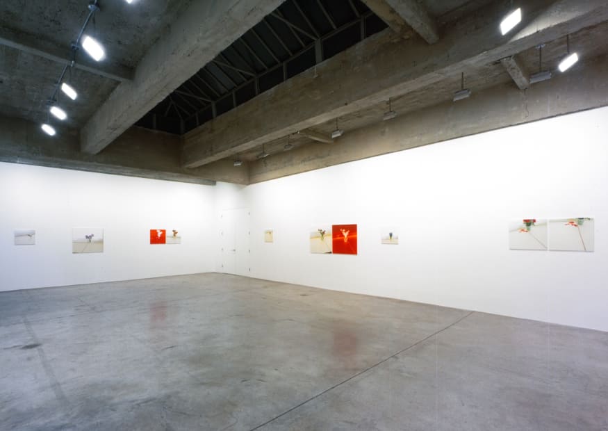 Uta barth installation view, red and white flower photos