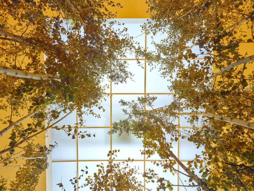 image of eliasson, trees indoors