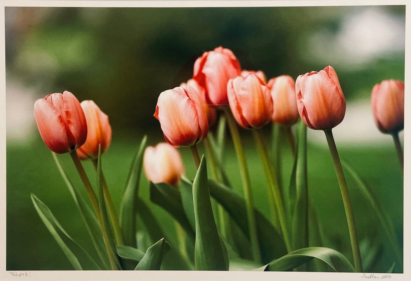 Henry Feather, Tulips, 2006