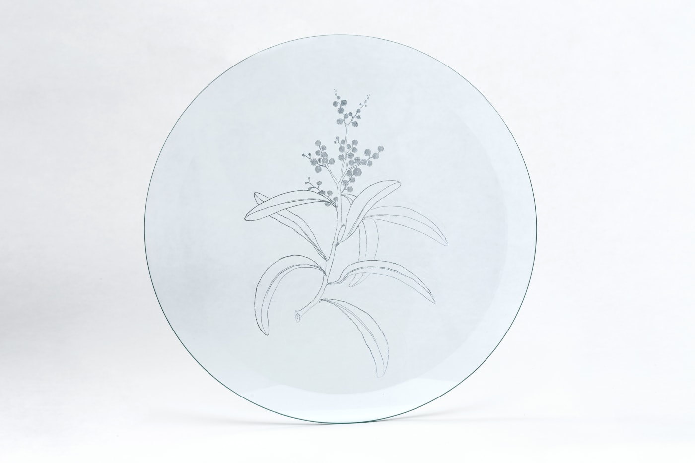 Anastasia Potemkina, Acacia decurrens, 2019