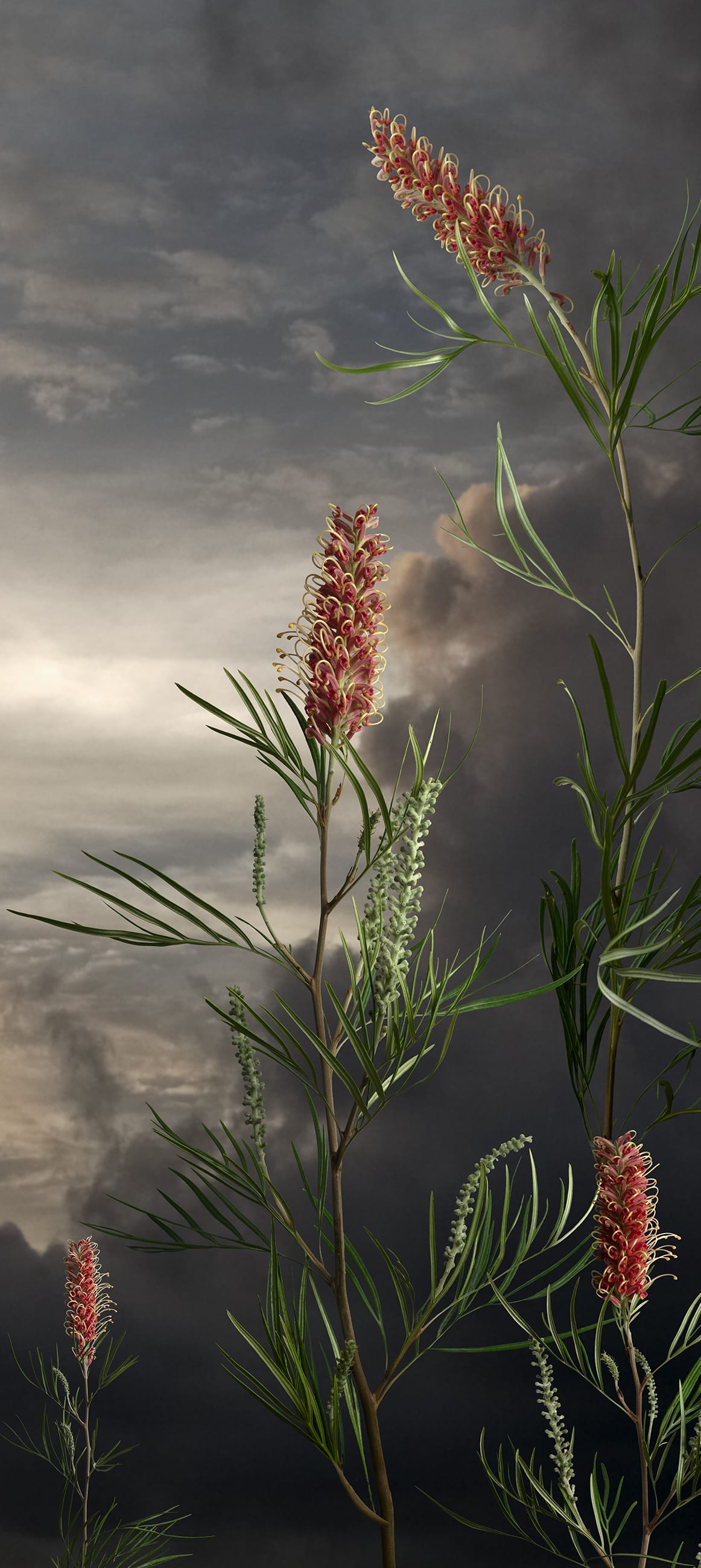Valerie Sparks, Grevillea, 2019